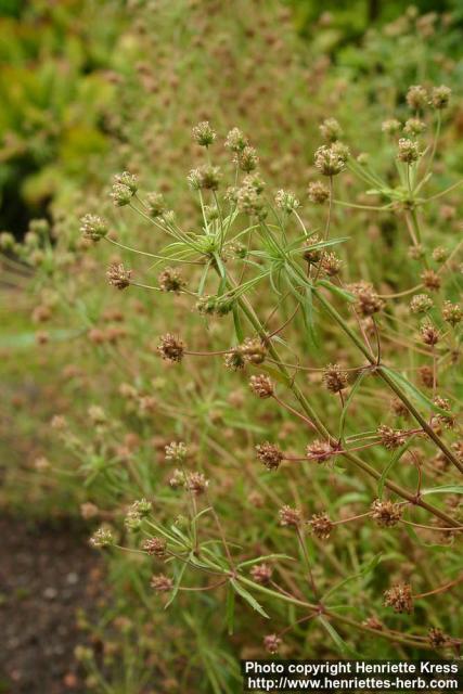 Photo: Plantago afra.