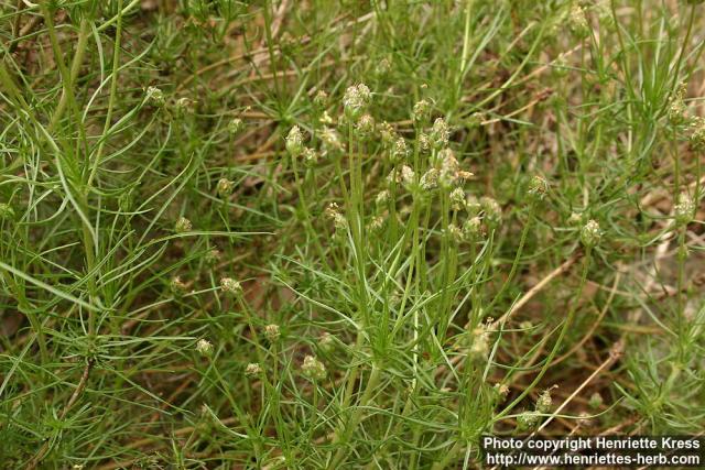 Photo: Plantago sempervirens 1.