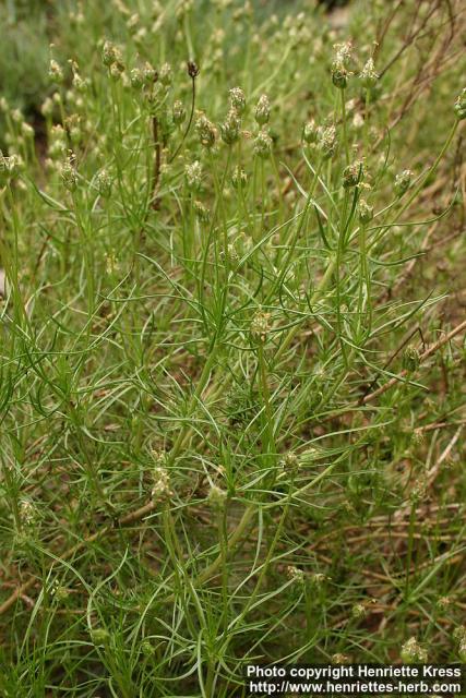 Photo: Plantago sempervirens 2.