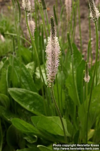 Photo: Plantago media 4.