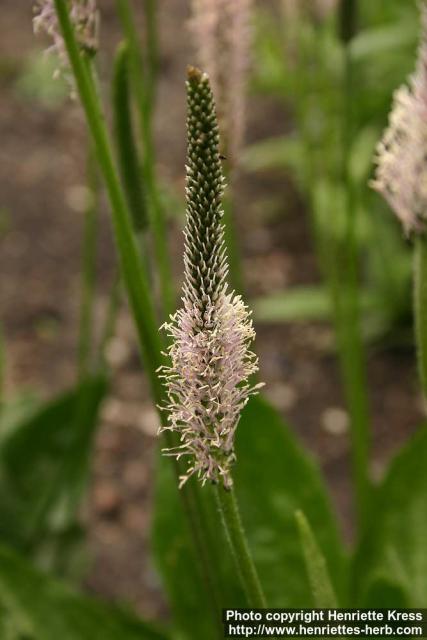 Photo: Plantago media 6.