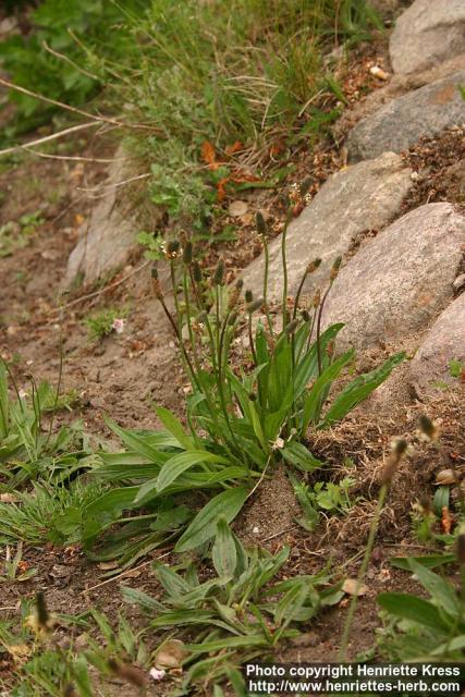 Photo: Plantago lanceolata 5.