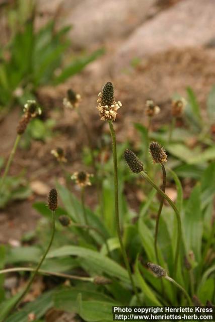 Photo: Plantago lanceolata 6.