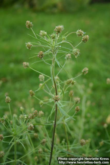 Photo: Plantago afra 2.