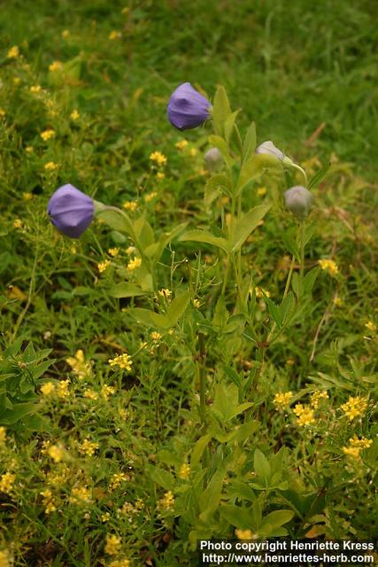 Photo: Platycodon grandiflorus 2.