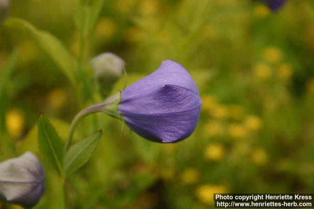 Photo: Platycodon grandiflorus 3.