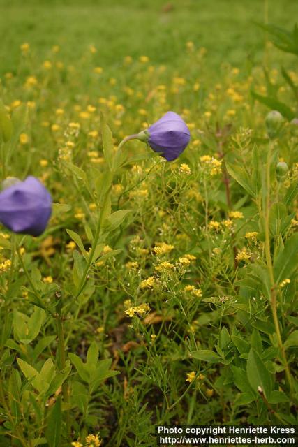 Photo: Platycodon grandiflorus 4.