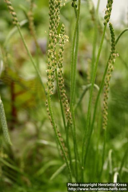 Photo: Plantago coronopus 1.