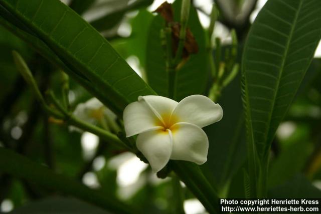 Photo: Plumeria rubra 8.