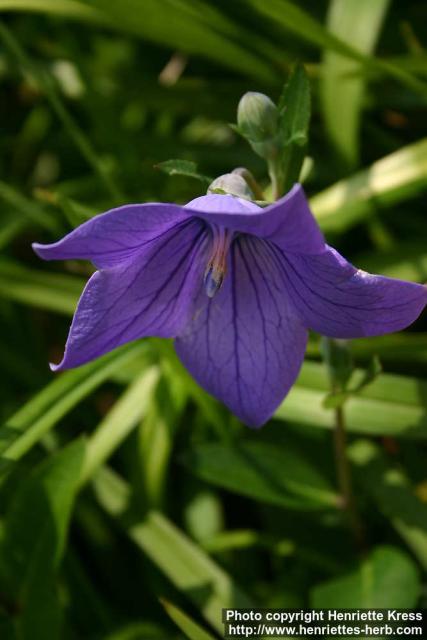 Photo: Platycodon grandiflorus 06.