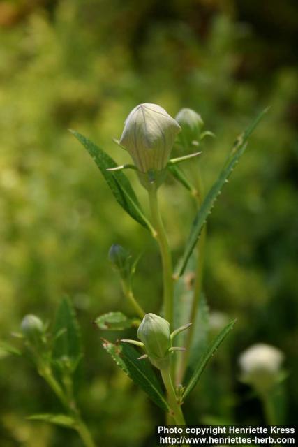 Photo: Platycodon grandiflorus 08.