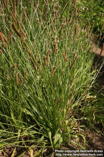 Photo: Plantago lanceolata 10.