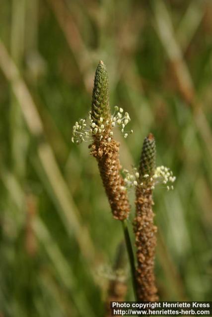 Photo: Plantago lanceolata 11.