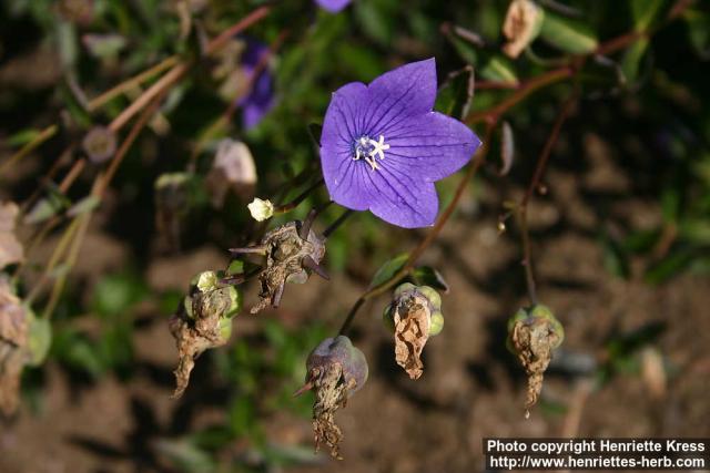 Photo: Platycodon grandiflorus 14.