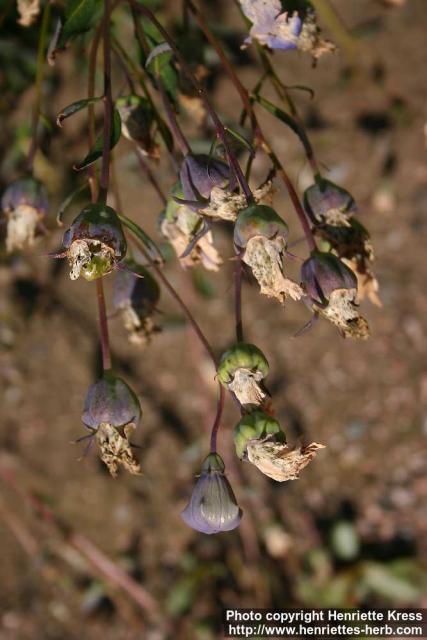 Photo: Platycodon grandiflorus 16.