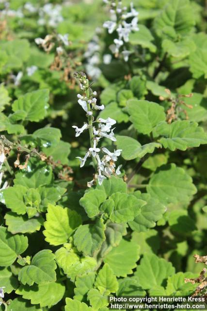 Photo: Plectranthus ernstii 1.