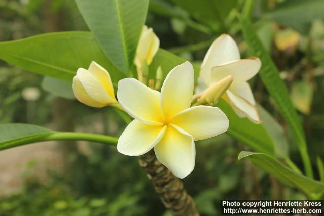 Photo: Plumeria rubra 10.