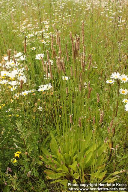 Photo: Plantago lanceolata 14.