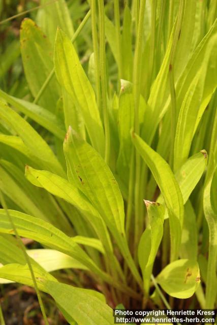 Photo: Plantago lanceolata 15.