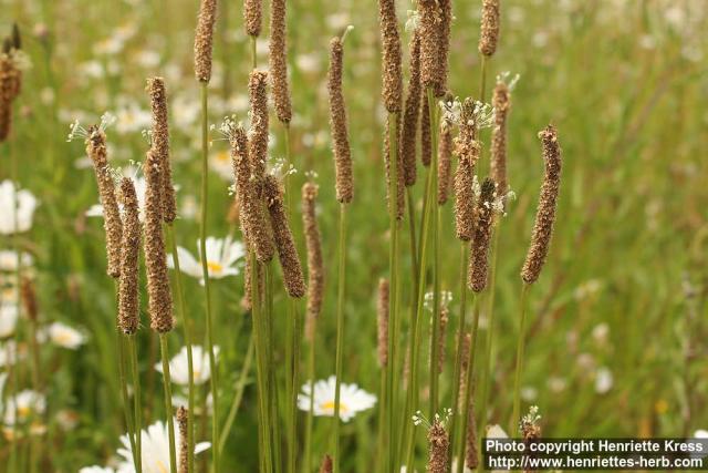 Photo: Plantago lanceolata 16.