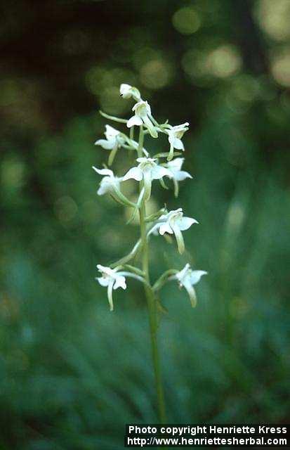 Photo: Platanthera chlorantha 1.