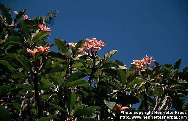 Photo: Plumeria rubra 2.