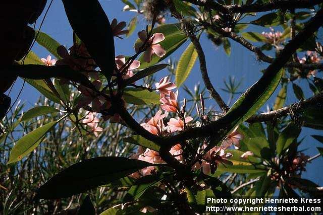 Photo: Plumeria rubra 4.