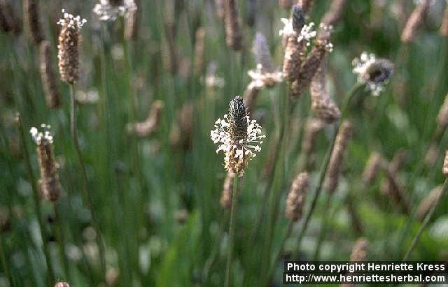 Photo: Plantago lanceolata 1.