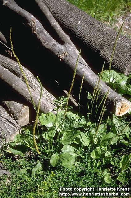 Photo: Plantago major 1.