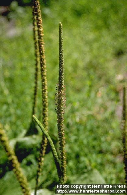 Photo: Plantago major.