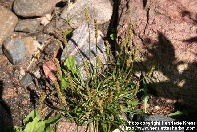 Photo: Plantago maritima 1.