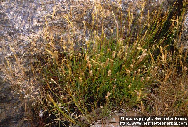 Photo: Plantago maritima.