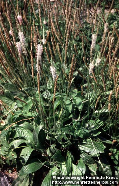 Photo: Plantago media 2.