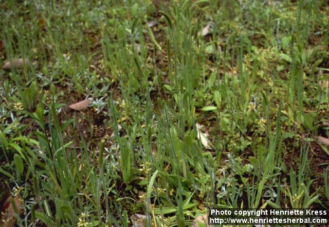 Photo: Plantago virginica 1.