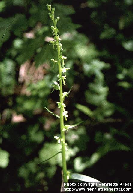 Photo: Platanthera 1.