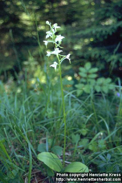 Photo: Platanthera chlorantha.