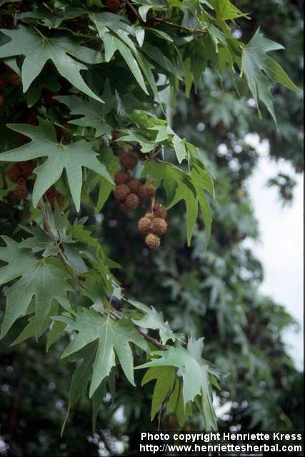 Photo: Platanus orientalis.