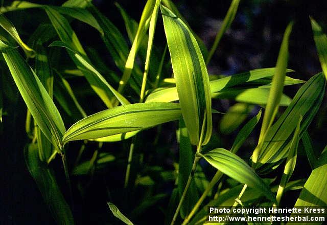 Photo: Pleioblastus viridistriatus 1.