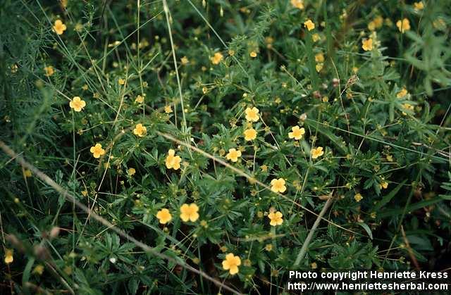 Photo: Potentilla erecta.