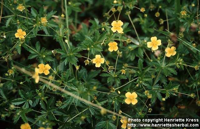 Photo: Potentilla erecta 1.