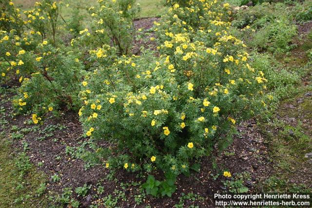 Photo: Potentilla fruticosa 2.