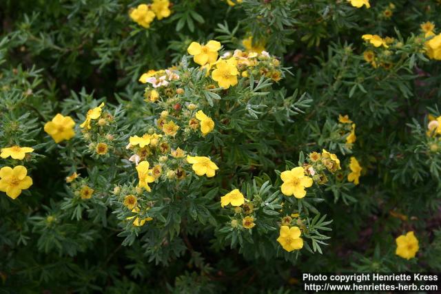 Photo: Potentilla fruticosa 3.