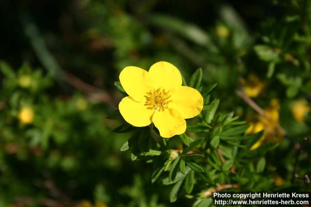 Photo: Potentilla fruticosa 4.