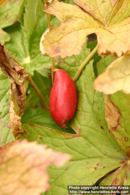 Photo: Podophyllum hexandrum 6.