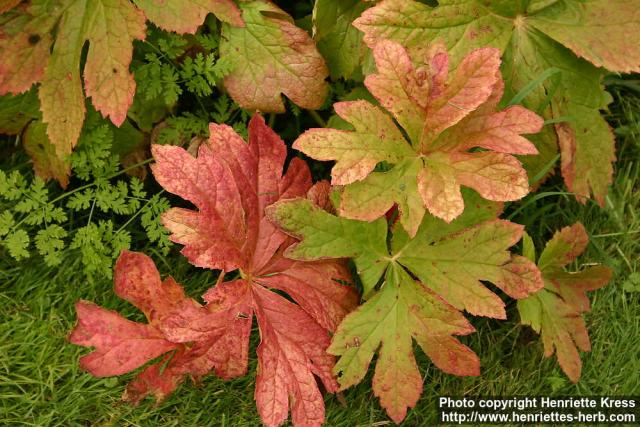 Photo: Podophyllum hexandrum 7.