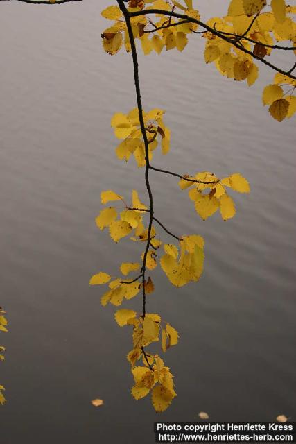 Photo: Populus tremula 5.