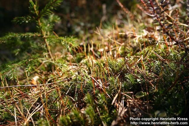 Photo: Polytrichum strictum 2.