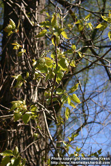 Photo: Populus x jackii 2.