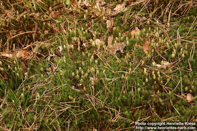 Photo: Polytrichum strictum 4.