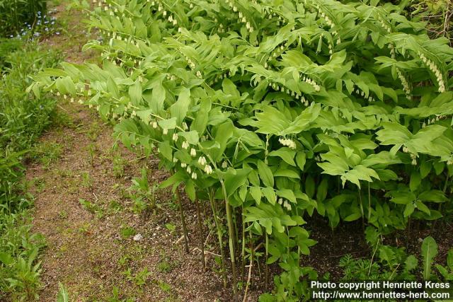 Photo: Polygonatum x hybridum.